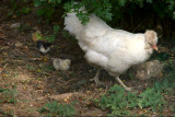 11th July 2013 <br> mother and chicks