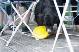 18th July 2013 <br> friendly dog