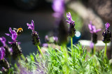 2nd August 2013 bees in the lavender