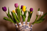 31st March 2014 tulips