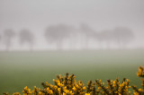 25th April 2014<br> misty Friday