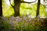 25th May 2014 <br>a  walk in the rain