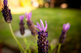 22nd July 2014 lavender