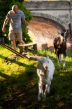 25th July 2014 <br> goats