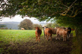 19th August 2014 <br> shelter from the rain