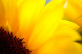 23rd August 2014 <br> sunflower