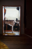 1st September 2014 <br> Molly through the looking glass
