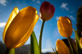 1st March 2015 tulips