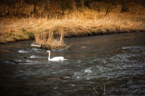 7th March 2015 <br> River Ury