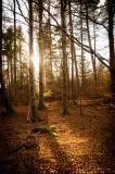 8th March 2015 sunshine in the woods