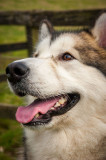 28th March 2015 a little husky