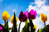 3rd May 2015 <br> tulips