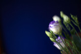 19th August 2015 purple flowers