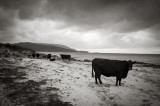 29th August 2015 <br> how dairy
