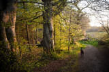 11th May 2016 <br> Baloo in the forest