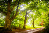 10th July 2016 woods in a heavy shower