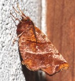 6817, Selenia alciphearia, Northern Thorn