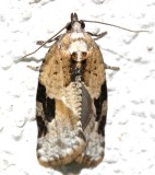 3625, Argyrotaenia mariana, Gray-banded Leafroller
