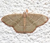 7046, Nemoria bistriaria, Red-fringed Emerald