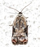 3510, Acleris nivisellana, Snowy-shouldered Acleris