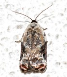 3510, Acleris nivisellana, Snowy-shouldered Acleris 