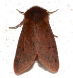 8156, Phragmatobia fuliginosa, Ruby Tiger Moth