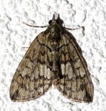 7237, Hydriomena transfigurata