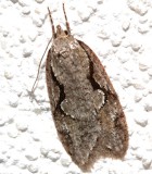 0912, Semioscopis packardella, Packard's Semioscopis