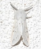 8134, Spilosoma congrua, Agreeable Tiger Moth
