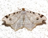 6326, Macaria demulataria, Common Angle  