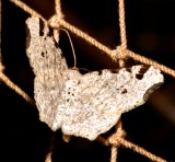 6342, Macaria bisignata, Red-headed inchworm