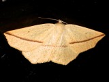 6963, Tetratris crocallata, Yellow Slant-line