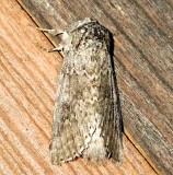 7998, Lochmaeus manteo, Variable Oakleaf Caterpillar Moth
