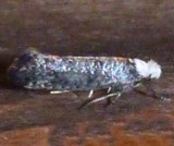 2413, Swammerdamia caesiella