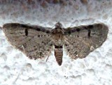 7586.-1, Eupithecia absinthiata, Wormwood Pug