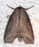 6237, Pseudothyatira cymatophoroides, Tufted Thyatrid