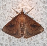 4950, Fumibotys fumalis, Mint Root Borer