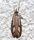 5408, Catoptria latiradiellus, Three-spotted Crambus