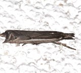 5307, Reed Boring Crambid