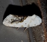 9095, Ponometia  erastrioides, Small Bird Dropping Moth