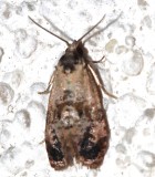 3837, Rolandylis maiana, Kearfott's Rolandylis