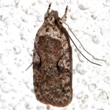0862, Agonopterix clemensella, Clemens Agonopterix