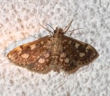 4953, Anania coronata