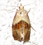 3807, Phalonidia lepidana