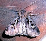 10675, Feltia Tricosa, Confused Dart