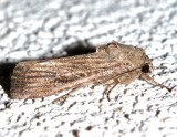 9666, Spodoptera frugiperda, Fall Armyworm Moth, female