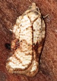 3514, Acleris cervinana,