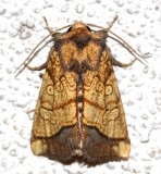 9503, Papaipema rigida, Rigid Sunflower Borer