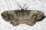 6654, Hypagyrtis unipunctata, One-spotted Variant