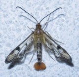2554, Synanthedon acerni, Maple Callus Borer Moth